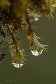 Raindrops on moss