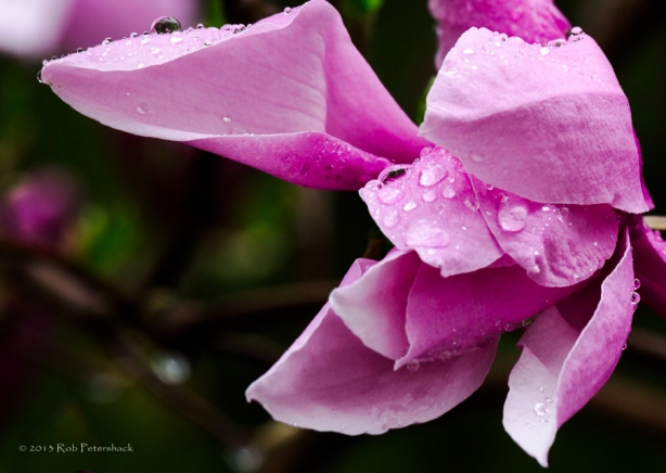 Backyard Flowers - May 09, 2013 - 0089 (Magnolia Blossom) - Magnolia