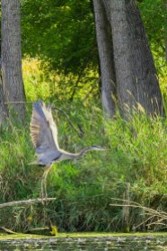Great Blue Heron Takes Off