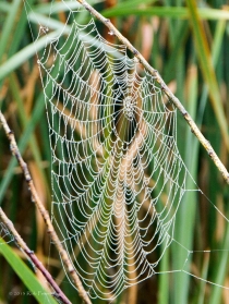 Spider Web 3 - Cherokee Marsh