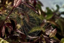 Spider Web 2 - Cherokee Marsh