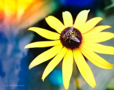 Bee on Rubeckia