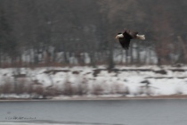 Bald Eagle Along Wisconsin River